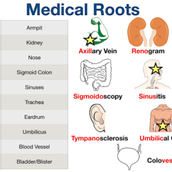 Lecturer root word prefix and suffix