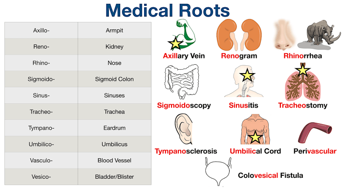 Lecturer root word prefix and suffix