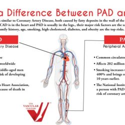 Disease peripheral arterial pvd artery venous pathophysiology conditions