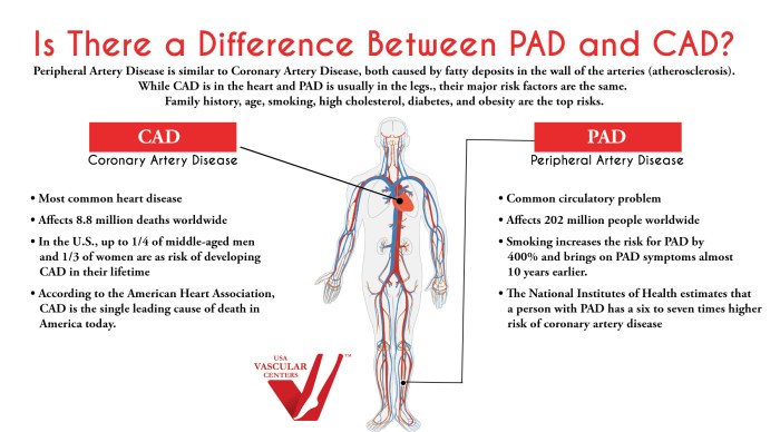 Disease peripheral arterial pvd artery venous pathophysiology conditions