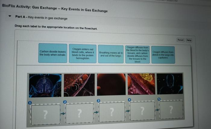 Bioflix activity: gas exchange -- inhaling and exhaling