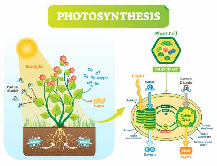 Here are three different ways to visualize the photosynthesis reaction