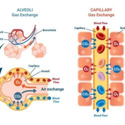 Flow air respiratory system chart body blood then if will