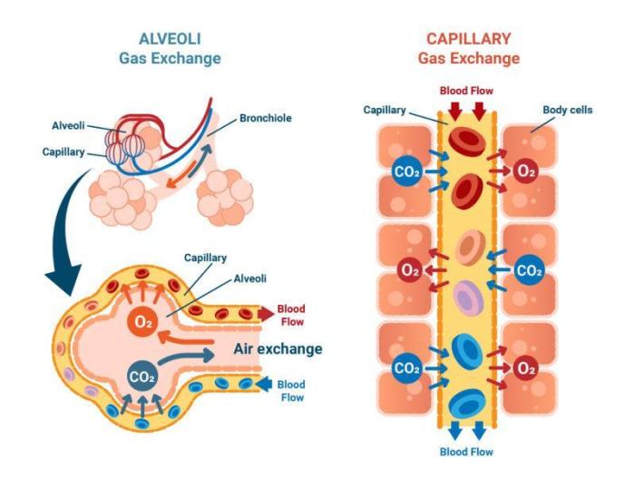 Flow air respiratory system chart body blood then if will