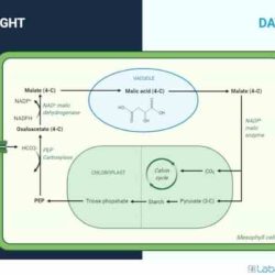 Photosynthesis dioxide carbon continuity chlorophyll oxygen glucose equation licensed