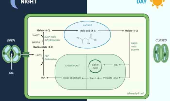 Photosynthesis dioxide carbon continuity chlorophyll oxygen glucose equation licensed