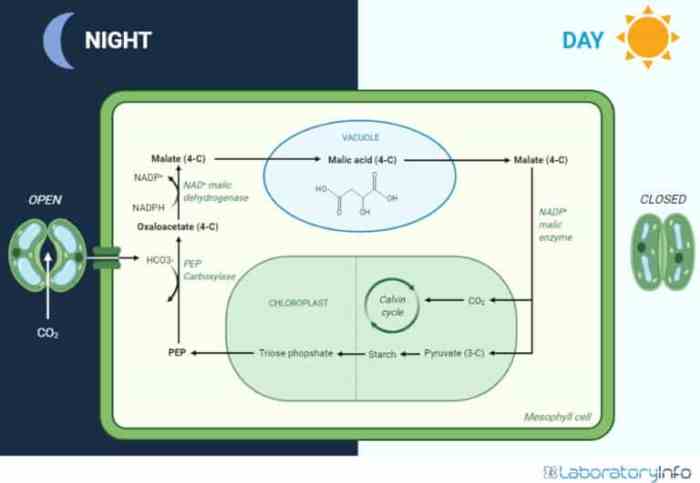 Photosynthesis dioxide carbon continuity chlorophyll oxygen glucose equation licensed