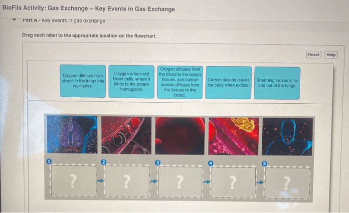 Bioflix activity: gas exchange -- inhaling and exhaling