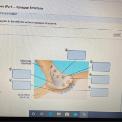 Synapse neurotransmitters work neurotransmitter neuron does conduction through across openstax mechanism action signals transmitted cnx wikimedia commons credit