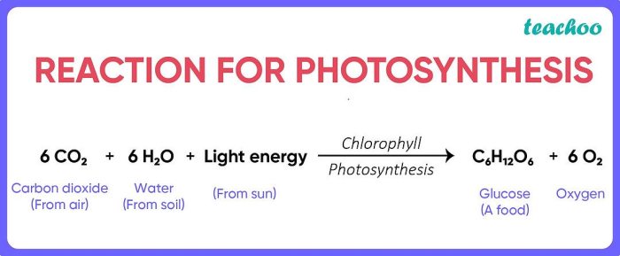 Photosynthesis light topic process plants energy photosynthetic